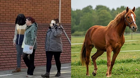 UK Animal Sexual Offence