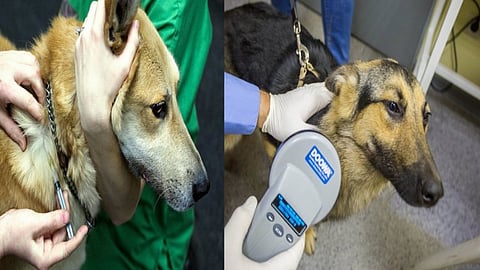 இனி செல்லப்பிராணிகளுக்கும் தடுப்பூசி... எதற்கு தெரியுமா?