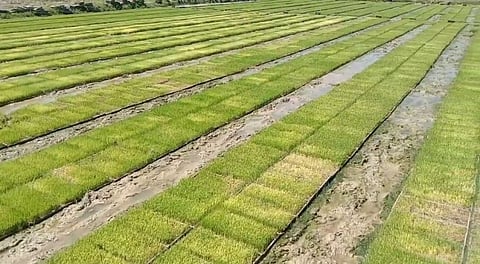 ஜூன் 12-ம் தேதி மேட்டூர் அணையில் தண்ணீர் திறப்பு: நாற்றங்கால் தயார் செய்யும் பணியில் விவசாயிகள் தீவிரம்