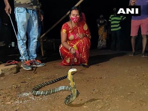 ராஜ நாகத்தை அசால்ட்டாக கையில் பிடித்த பெண்