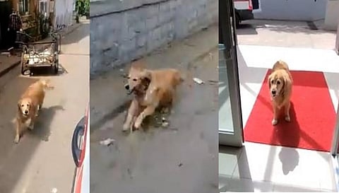 மனிதர்களை மிஞ்சிய விஸ்வாசம் .... சிலிர்க்க வைக்கும் செல்லப்பிராணியின் செயல்