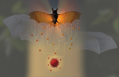 மக்களே உஷாரா  இருங்க... புதிதாக 24 கொரோனா வைரஸ்கள் கண்டுபிடிப்பு...