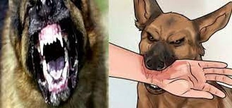 அமெரிக்காவிற்கு நாய்களை கொண்டு வர தடை: காரணம் என்ன?