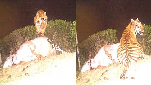 ஒரே ஆண்டில் 30 மாடுகளை கொன்ற புலி,..கடும் அச்சத்தில் பொதுமக்கள்.!