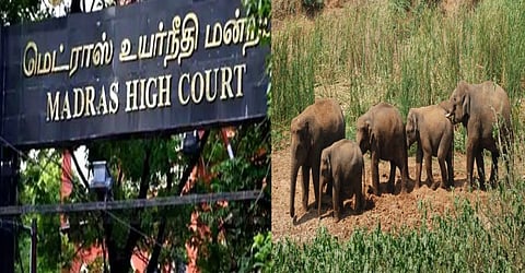 யானைகள் செல்லும் பாதையில் செங்கசூளையா?