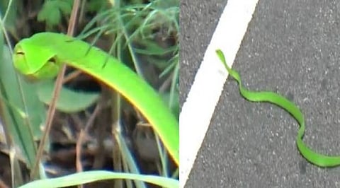 சாலையில் ஊர்ந்து சென்ற அரிய வகை பச்சைப் பாம்பு