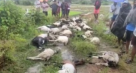 ஏரியின் தடுப்பு உடைந்ததில் அடித்து செல்லப்பட்ட 500 ஆடுகள்...