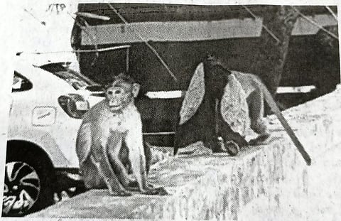 குழந்தைகள் போலவே துணியால் முகத்தை மூடி கண்ணாமூச்சி விளையாடிய குரங்கு...