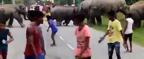 யானைகளை தொந்தரவு செய்த இளைஞர்கள்: ஒருவரை பந்தாடிய யானை- பரபரப்பு வீடியோ