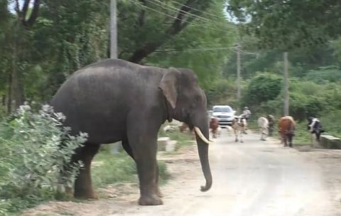 சும்மா சாப்பிட்டு போலாம்னு வந்தோம்… ஊருக்குள் புகுந்த யானைகள்…!