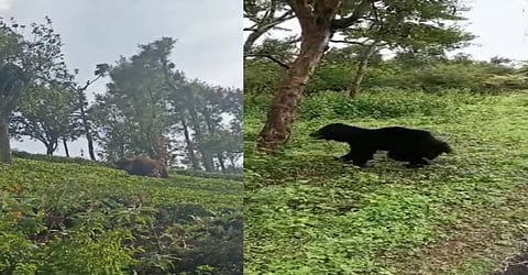 நீலகிரி மாவட்டத்தின் பல பகுதிகளில் வனவிலங்குகள் உலா வருவதால் பொதுமக்கள் அச்சம்...