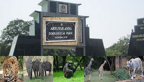 வண்டலூர் உயிரியல் பூங்காவிற்கு பொதுமக்கள் வரலாம்...