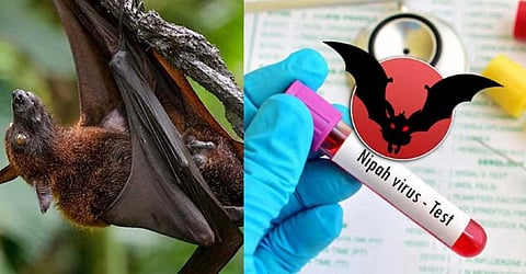 கேரளாவில் நிபா வைரஸ் தாக்குதலுக்கு 12 வயது சிறுவன் உயிரிழப்பு...