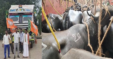 விடுதலை செய், விடுதலை செய் பசுமாட்டை விடுதலை செய்…  எருமை மாடா? பசு மாடா? கண்டெய்னரில் கொண்டு சென்ற மாடுகளை சிறைபிடித்த பாஜகவினர்…