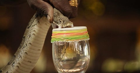 13 கோடி ரூபாய் மதிப்புள்ள கொடிய பாம்பு விஷம் பறிமுதல்...