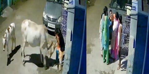 சிறுவனை முட்டித்தூக்கும் பசுமாடு- பதைபதைக்க வைக்கும் சிசிடிவி காட்சி