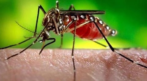 11 மாநிலங்களில் டெங்கு காய்ச்சல் பாதிப்பு அதிகரிப்பு.....