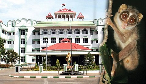 தேவாங்கை பாதுகாக்க சரணாலயம்... உயர்நீதிமன்ற மதுரைக்கிளை உத்தரவு...