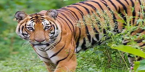 கூடலூரில் உலாவும் ஆட்கொல்லி புலி... மயக்க ஊசி செலுத்தி புலியைப் பிடிக்கும் பணி தீவிரம்...