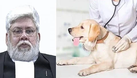 செல்லப்பிராணியை நினைத்து கண்கலங்கிய தலைமை நீதிபதி...