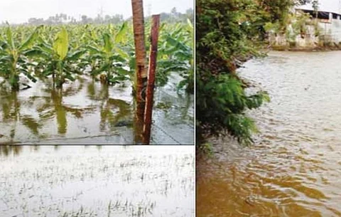 கோபியில் வெளுத்து வாங்கிய கனமழை- 5,000 மூட்டைக்கும் அதிகமான நெல்மணிகள் சேதம்