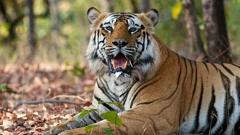 11 வது நாளாக தொடரும் ஆட்கொல்லி புலி தேடுதல் வேட்டை....இடம் விட்டு இடம்பெயரும் புலியால் வனத்துறை திணறல்...