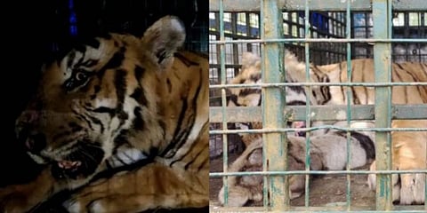 ஆக்ரோசமாக உறுமிய ஆட்கொல்லி புலி....ஆரோக்கியமாக இருப்பதாக வனத்துறை தகவல்..