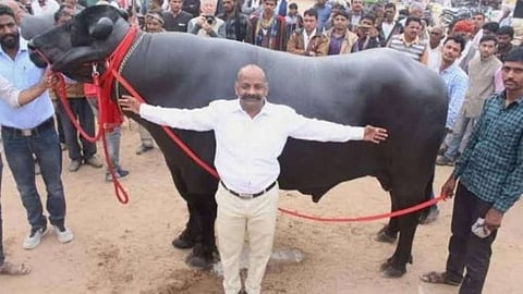 ரூ.24 கோடிக்கு ஏலம் போன எருமை மாடு..!  விற்பனைக்கு அல்ல என மாஸ் காட்டிய உரிமையாளர்..!