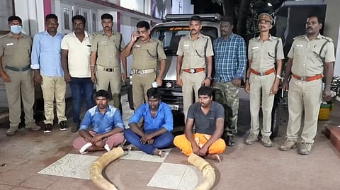 தர்மபுரி அருகே யானை தந்தங்கள் கடத்தல்.... 25 கிலோ தந்தங்களுடன் 3 பேர் கைது...