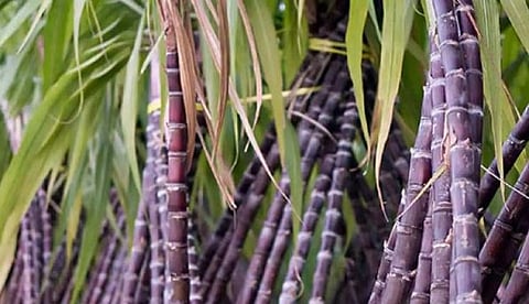 பொங்கல் பரிசு தொகுப்புடன் கரும்பு ....தமிழக அரசு அரசாணை வெளியீடு....!