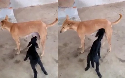 ஆட்டுக்குட்டிக்கு பாசத்துடன் பாலூட்டிய நாய்... காண்போரை வியக்க வைத்த காட்சி...