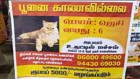 அடையாளம்: உதட்டில் மச்சம்!! பூனையை காணவில்லை என போஸ்டர் அடித்து ஒட்டிய சம்பவம்...