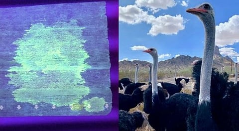 ஜப்பானில் கொரோனா வைரஸ்களுக்கு எதிராக... விஞ்ஞானிகள் தீக்கோழியின் உயிரணுக்களை கொண்டு உருவாக்கிய முகமுடி...