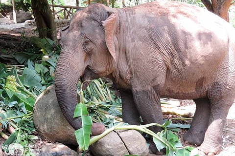 அலேக்கா தூக்கிய யானை...வைரலாகும் வீடியோ காட்சி...!