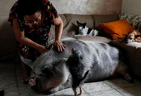 பிரேசிலில் 250 கிலோ எடையுள்ள பன்றியை வளர்க்க ஆசையாக வாங்கிய பெண்!