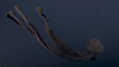 கடலின் 3200 அடி ஆழத்திற்கு தென்பட்ட அரியவகை ஜெல்லி மீன்!