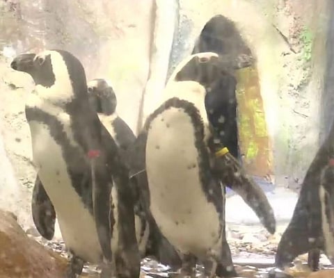 ஆப்பிரிக்காவின் தெற்கு முனையில் இருந்து கொண்டுவரப்பட்ட ஐந்து பெண்குயின்கள்!!