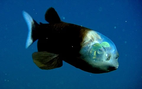 ஒளி ஊடுருவக் கூடிய Barreleye என்ற அரிய வகை மீன் இனம்!