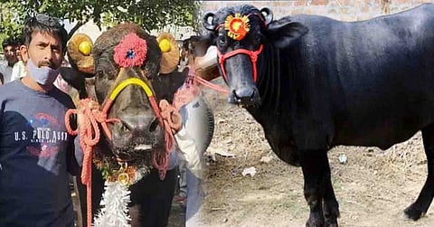 எருமையோடு செல்ஃபி எடுக்கும் மக்கள்!..