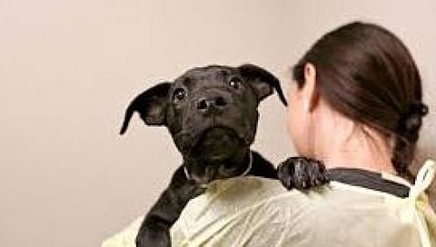 மனைவியின் பெயரை நாய்க்கு வைத்த பக்கத்து வீட்டு பெண்ணை தீ வைத்து எரித்த கணவன்!