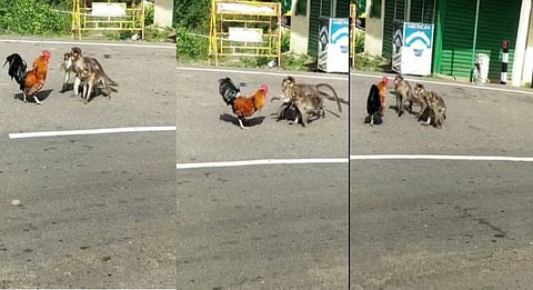 சேவலை வம்புகிழுத்த குரங்கு குட்டிகள்.....பின் வாங்காமல் எதிர்த்து நின்று சாமாளித்த சேவல்....இணையத்தில் வைரலாகும் வீடியோ....!!