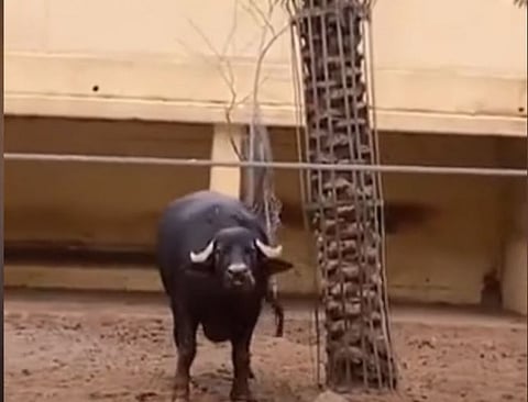 ”சிங்கம் ஒன்று புறப்பட்டதே...”ஆபத்தில் உதவிய நண்பனின் வீர நடை....”நண்பேன்டா”..