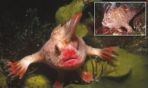 என்னது மீன் நடக்குமா!! 22 ஆண்டுகளுக்கு பின் தென்பட்ட அரிய வகையிலான நடக்கும் மீன்!!