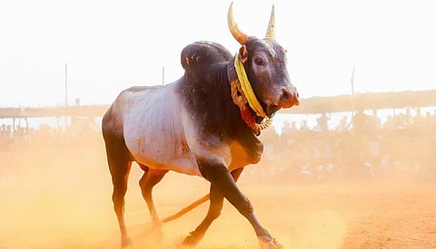 களைக்கட்டிய பொங்கல் பண்டிகை... ஜல்லிக்கட்டு' போட்டிக்கான ஏற்பாடுகள் தீவிரம்