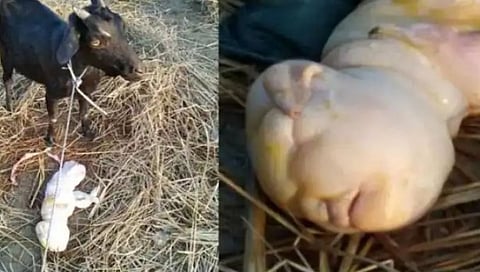 மனிதனின் முக அமைப்பினை கொண்டு பிறந்த ஆட்டுகுட்டி!!