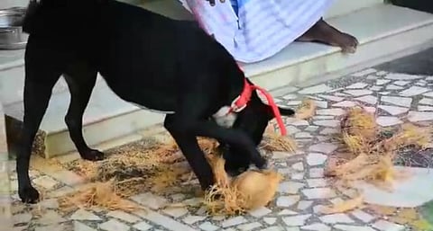 வீட்டுக்கு மூத்த பிள்ளை...தேங்காய் நார் உரித்து கொடுத்து உதவி செய்யும் நாய்!!