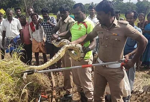 8 அடி நீளமுள்ள மலைப்பாம்பு... அல்லேக்காக தூக்கிய தீயணைப்பு வீரர்கள்!