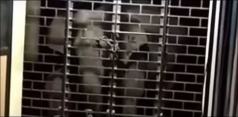 போலீஸ் ஸ்டேசனுக்கு புகார் கொடுக்க வந்த யானைகள்....வைரலாகும் சிசிடிவி காட்சிகள்!