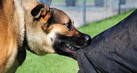 9 வயது சிறுமியை ஓட ஓட கடித்து குதறிய நாய்...பதைபதைக்க வைக்கும் வீடியோ காட்சி!