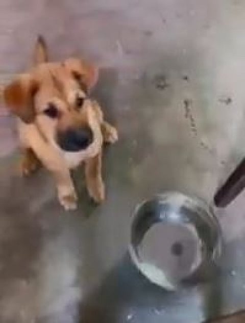 பாஸ் பசிக்குதுல... முதல்ல சாப்பாட்ட போட்டுட்டு அப்புறம் மொபைல்ல நோண்டுங்க...புத்திசாலி நாயின் க்யூட் வீடியோ